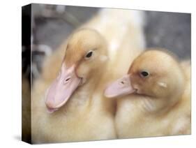 Ducklings-Aso Fujita-Stretched Canvas