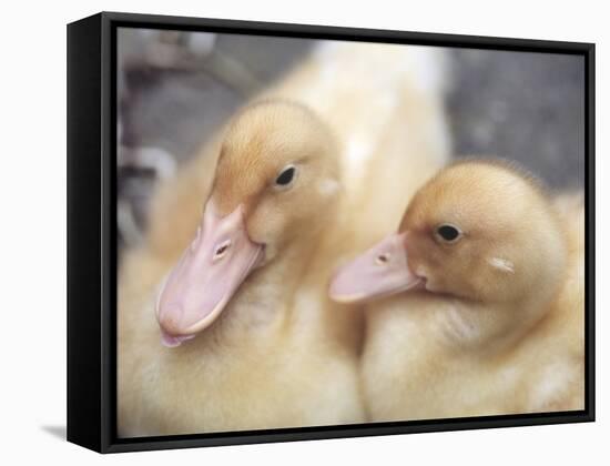 Ducklings-Aso Fujita-Framed Stretched Canvas