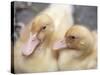 Ducklings-Aso Fujita-Stretched Canvas