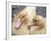 Ducklings-Aso Fujita-Framed Photographic Print