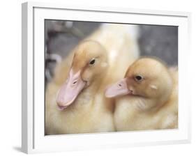 Ducklings-Aso Fujita-Framed Photographic Print