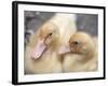 Ducklings-Aso Fujita-Framed Photographic Print