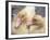 Ducklings-Aso Fujita-Framed Photographic Print