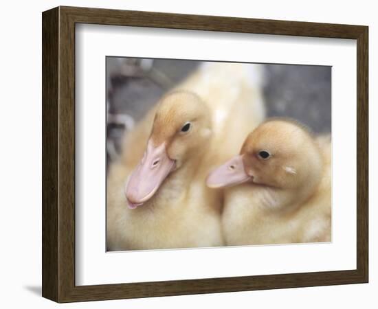 Ducklings-Aso Fujita-Framed Photographic Print