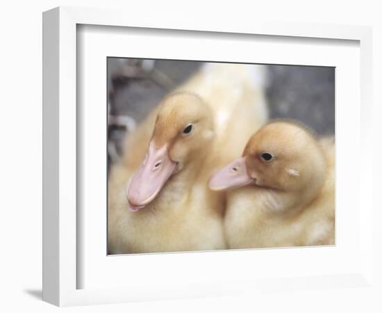 Ducklings-Aso Fujita-Framed Photographic Print