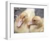 Ducklings-Aso Fujita-Framed Photographic Print