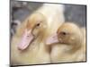 Ducklings-Aso Fujita-Mounted Photographic Print