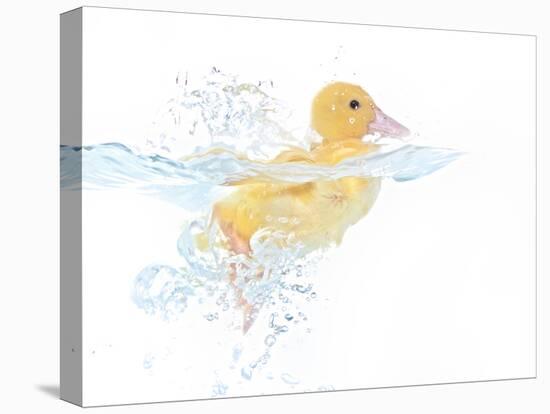 Ducks 001-Andrea Mascitti-Stretched Canvas