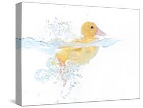 Ducks 001-Andrea Mascitti-Stretched Canvas