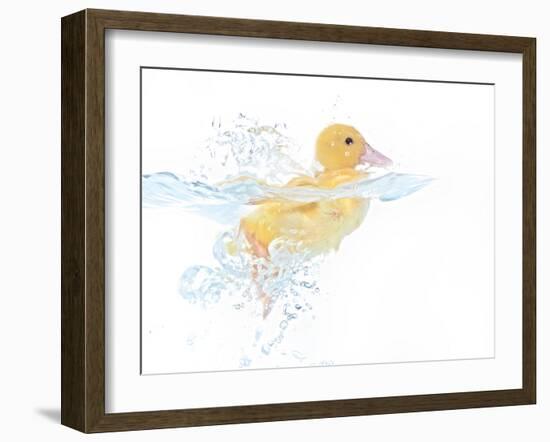 Ducks 001-Andrea Mascitti-Framed Photographic Print