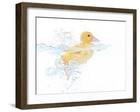 Ducks 001-Andrea Mascitti-Framed Photographic Print