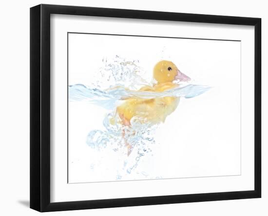 Ducks 001-Andrea Mascitti-Framed Photographic Print