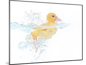 Ducks 001-Andrea Mascitti-Mounted Photographic Print