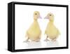 Ducks 002-Andrea Mascitti-Framed Stretched Canvas