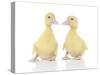 Ducks 002-Andrea Mascitti-Stretched Canvas