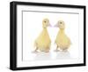 Ducks 002-Andrea Mascitti-Framed Photographic Print