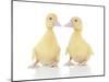 Ducks 002-Andrea Mascitti-Mounted Photographic Print