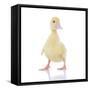 Ducks 003-Andrea Mascitti-Framed Stretched Canvas