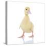 Ducks 003-Andrea Mascitti-Stretched Canvas