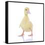 Ducks 003-Andrea Mascitti-Framed Stretched Canvas