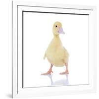 Ducks 003-Andrea Mascitti-Framed Photographic Print