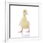 Ducks 003-Andrea Mascitti-Framed Photographic Print