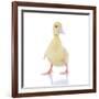 Ducks 003-Andrea Mascitti-Framed Photographic Print