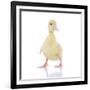 Ducks 003-Andrea Mascitti-Framed Photographic Print