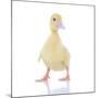 Ducks 003-Andrea Mascitti-Mounted Photographic Print