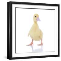 Ducks 003-Andrea Mascitti-Framed Photographic Print