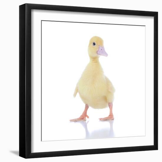 Ducks 003-Andrea Mascitti-Framed Photographic Print