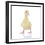 Ducks 003-Andrea Mascitti-Framed Photographic Print