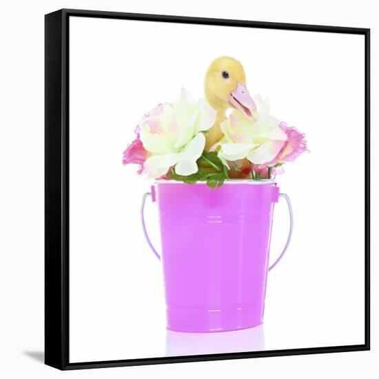 Ducks 004-Andrea Mascitti-Framed Stretched Canvas