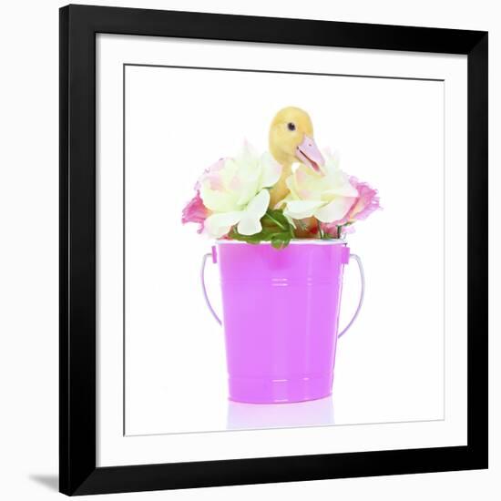 Ducks 004-Andrea Mascitti-Framed Photographic Print