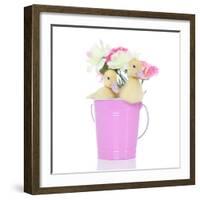 Ducks 005-Andrea Mascitti-Framed Photographic Print