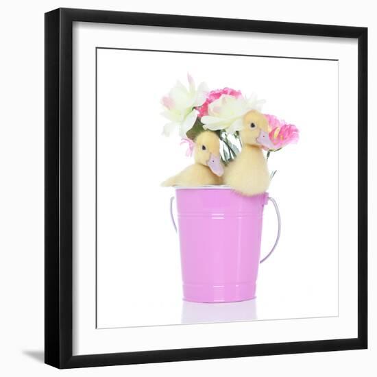 Ducks 005-Andrea Mascitti-Framed Photographic Print