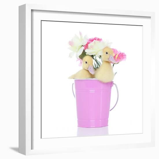 Ducks 005-Andrea Mascitti-Framed Photographic Print