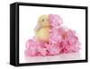 Ducks 006-Andrea Mascitti-Framed Stretched Canvas