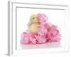 Ducks 006-Andrea Mascitti-Framed Photographic Print