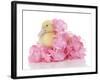 Ducks 006-Andrea Mascitti-Framed Photographic Print