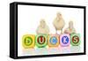 Ducks 007-Andrea Mascitti-Framed Stretched Canvas