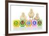 Ducks 007-Andrea Mascitti-Framed Photographic Print