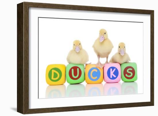 Ducks 007-Andrea Mascitti-Framed Photographic Print