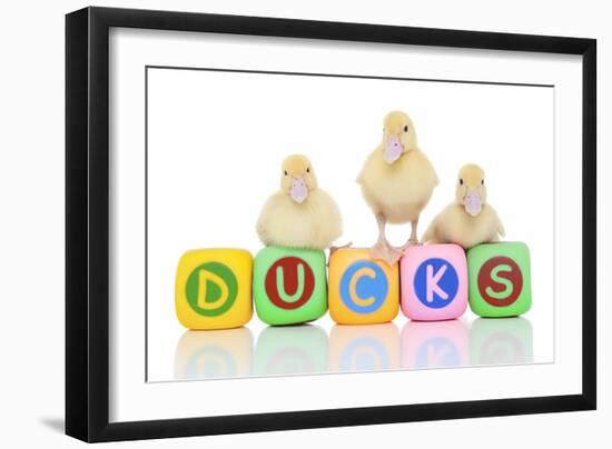 Ducks 007-Andrea Mascitti-Framed Photographic Print