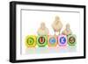 Ducks 007-Andrea Mascitti-Framed Photographic Print