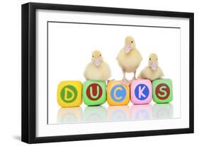 Ducks 007-Andrea Mascitti-Framed Photographic Print