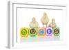 Ducks 007-Andrea Mascitti-Framed Photographic Print