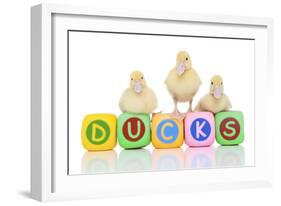 Ducks 007-Andrea Mascitti-Framed Photographic Print