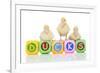 Ducks 007-Andrea Mascitti-Framed Photographic Print