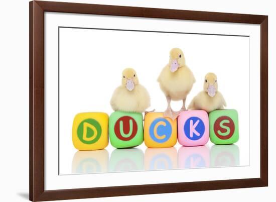 Ducks 007-Andrea Mascitti-Framed Photographic Print